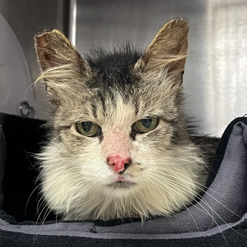 Knotty Neil thumbnail 4