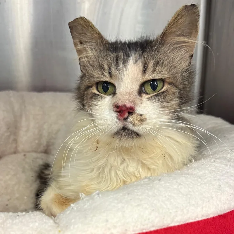 Knotty Neil thumbnail 5