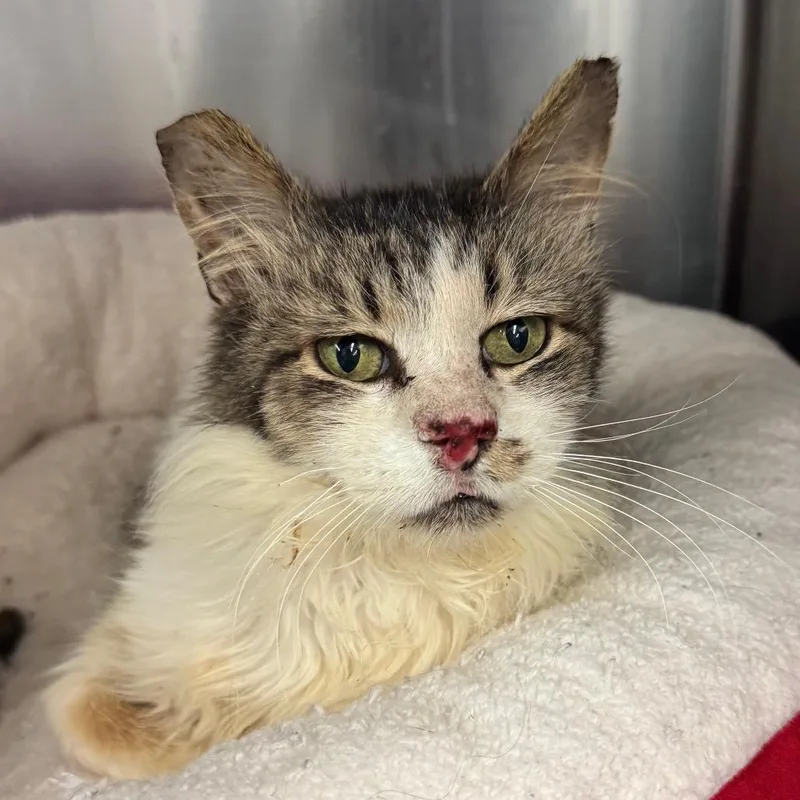 Knotty Neil thumbnail 6