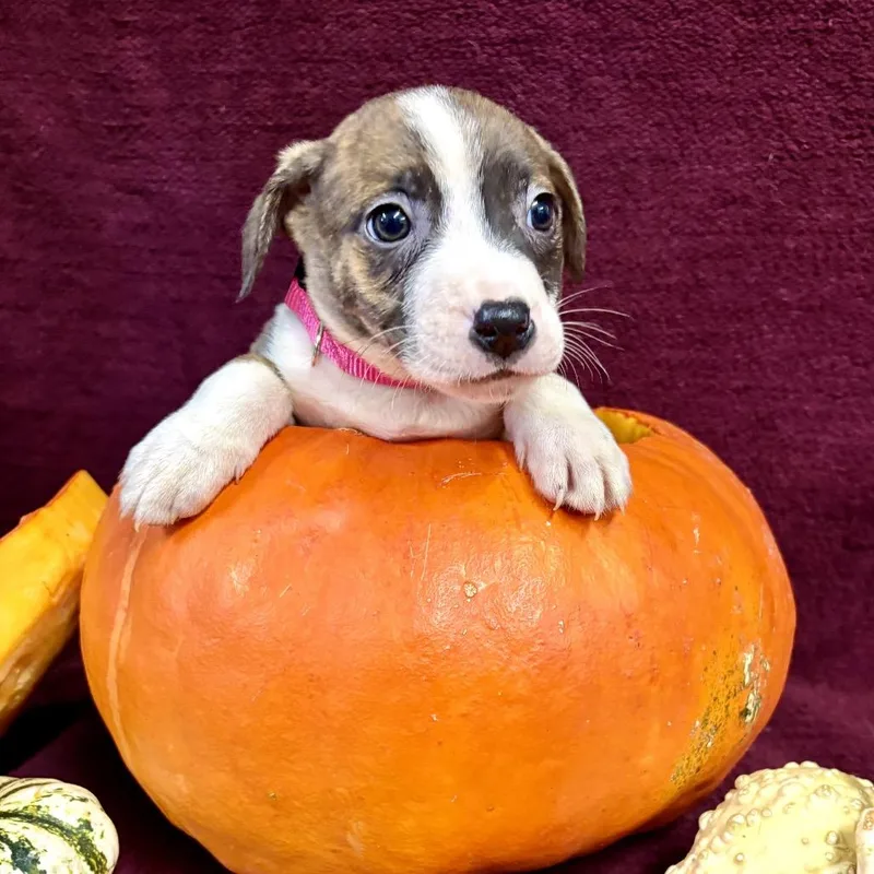 A baby medium-sized female Pit Bull Terrier dog named Willow for adoption in Fulton, MO