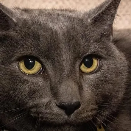 A senior small-sized male Gray / Blue / Silver Domestic Short Hair cat named Totoro for adoption in Santa Fe, TX