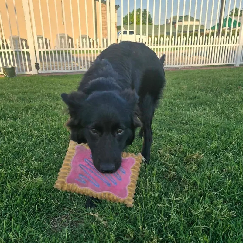 A young medium-sized female Black German Shepherd Dog dog named Clover for adoption in Tulsa, OK