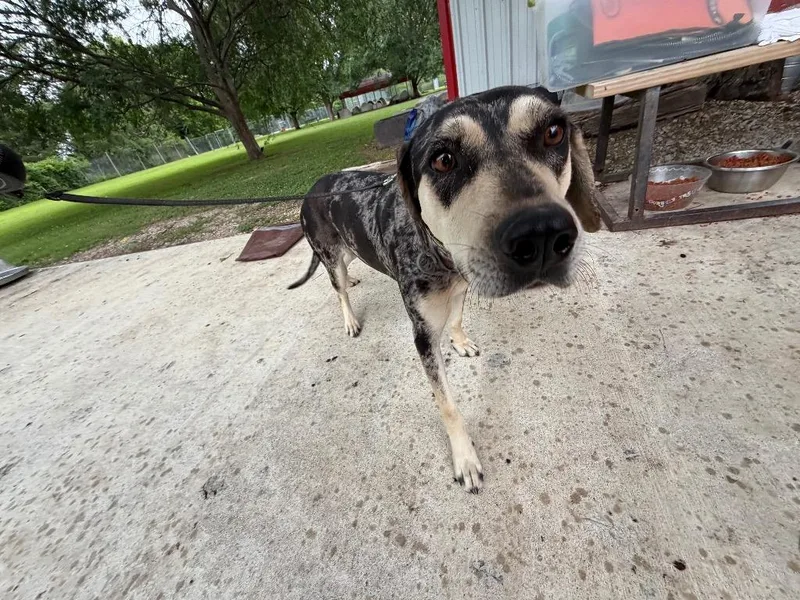 A young medium-sized female Catahoula Leopard Dog dog named Valerie for adoption in Ada, OK