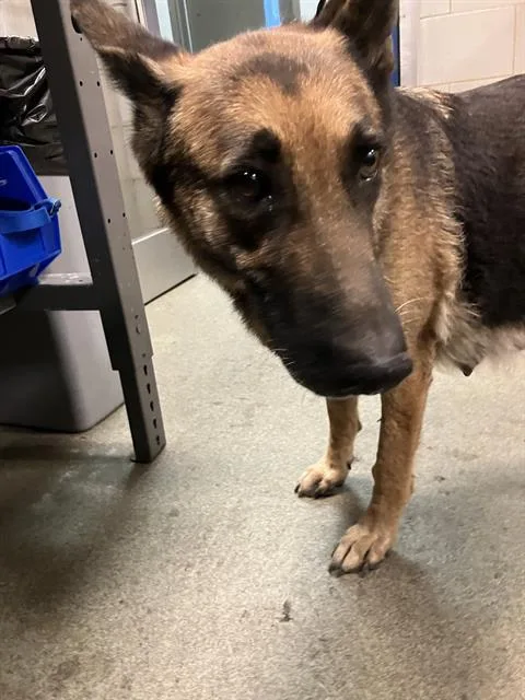 An adult large-sized female German Shepherd Dog dog named Coyota for adoption in Dallas, TX