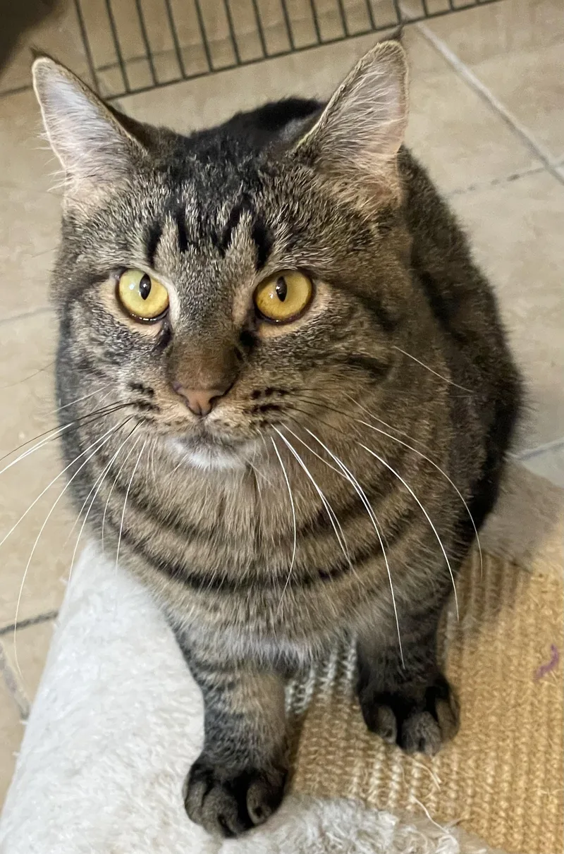A young medium-sized female Tabby (Brown / Chocolate) Tabby cat named Taylor for adoption in Lacon, IL