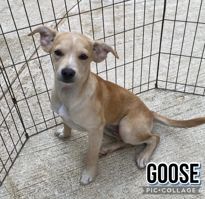 A young small-sized male Labrador Retriever dog named Goose for adoption in Milford, NH