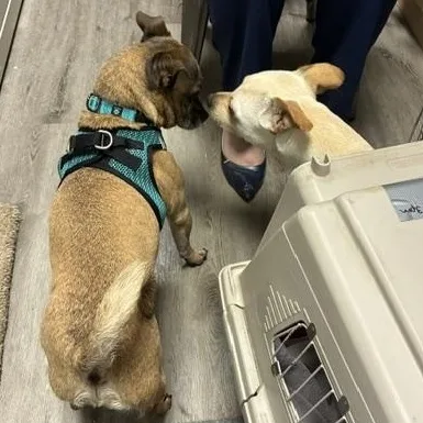 An adult small-sized male Yellow / Tan / Blond / Fawn Pug dog named Benjamin for adoption in Stanhope, NJ