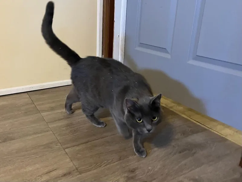 Madeline thumbnail 3