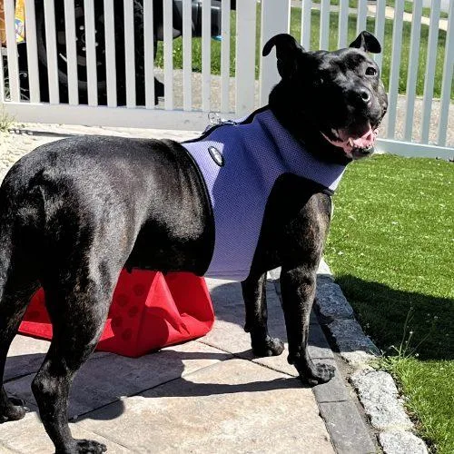 An adult medium-sized female Black Mixed Breed dog named Sweet Petite Ivy for adoption in Verona, NJ