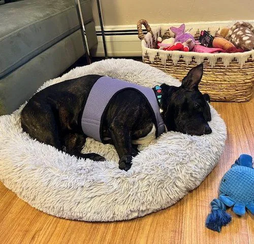 Sweet Petite Ivy thumbnail 3