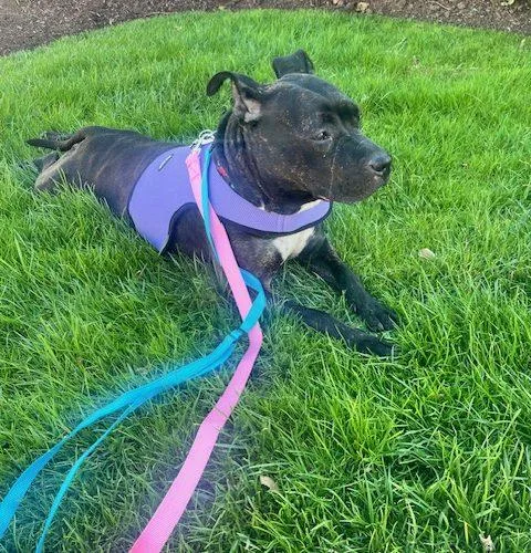 Sweet Petite Ivy thumbnail 5