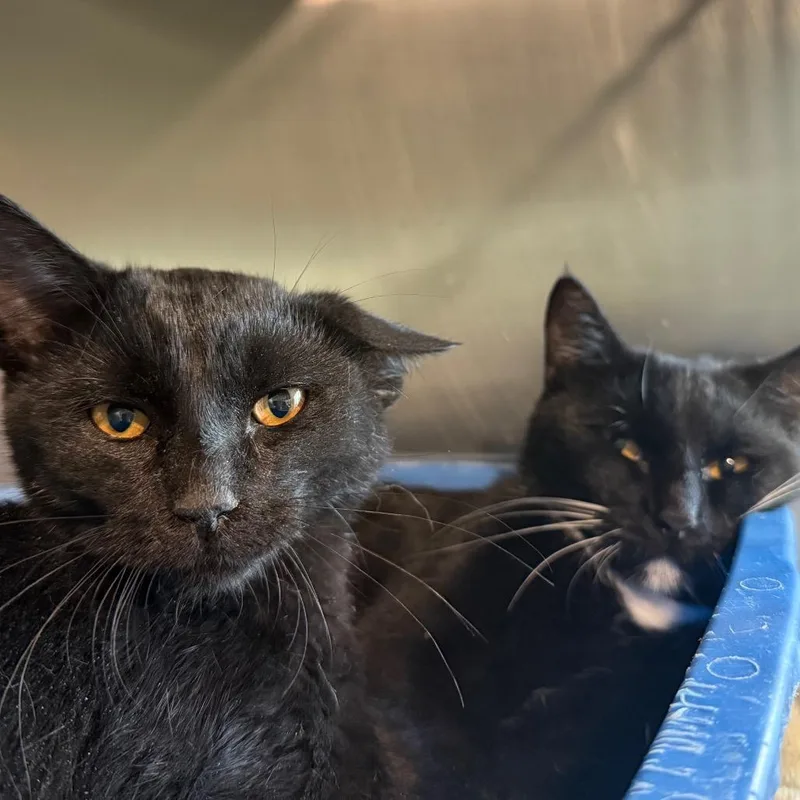 A baby medium-sized female Domestic Short Hair cat named MidnightBaby is at Petsmart for adoption in Cedaredge, CO