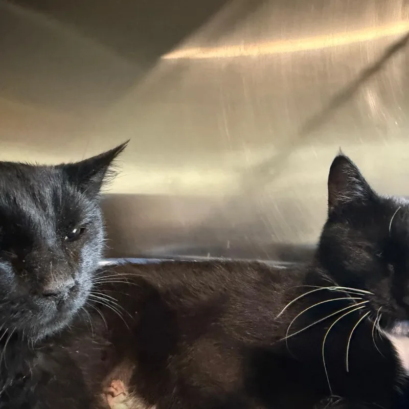 MidnightBaby is at Petsmart thumbnail 2