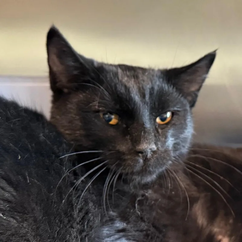 MidnightBaby is at Petsmart thumbnail 3