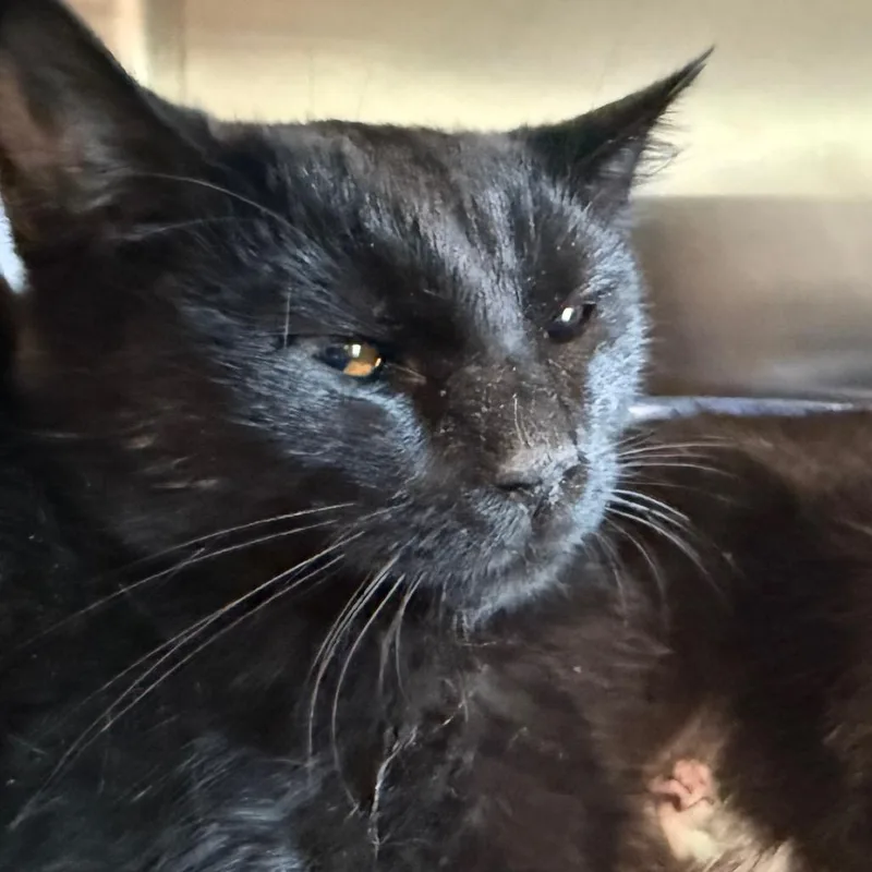 MidnightBaby is at Petsmart thumbnail 4