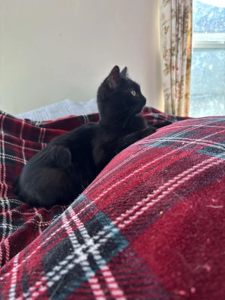 Cleopatra thumbnail 2