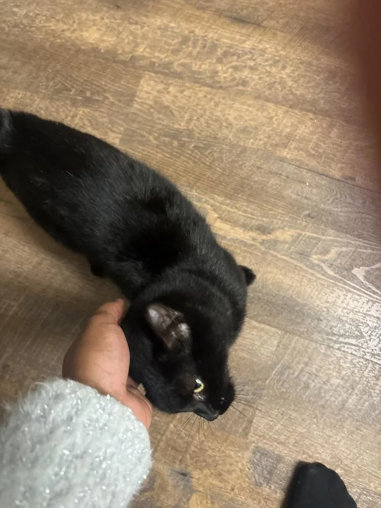 Cleopatra thumbnail 6