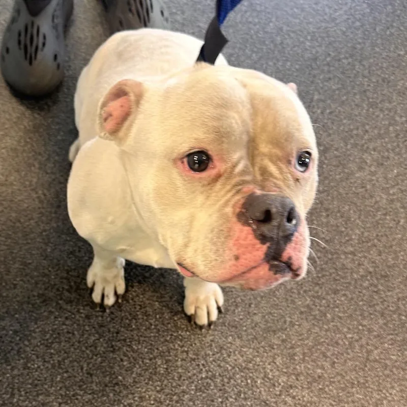 An adult medium-sized female Yellow / Tan / Blond / Fawn Mixed Breed dog named Aspen for adoption in Allentown, PA