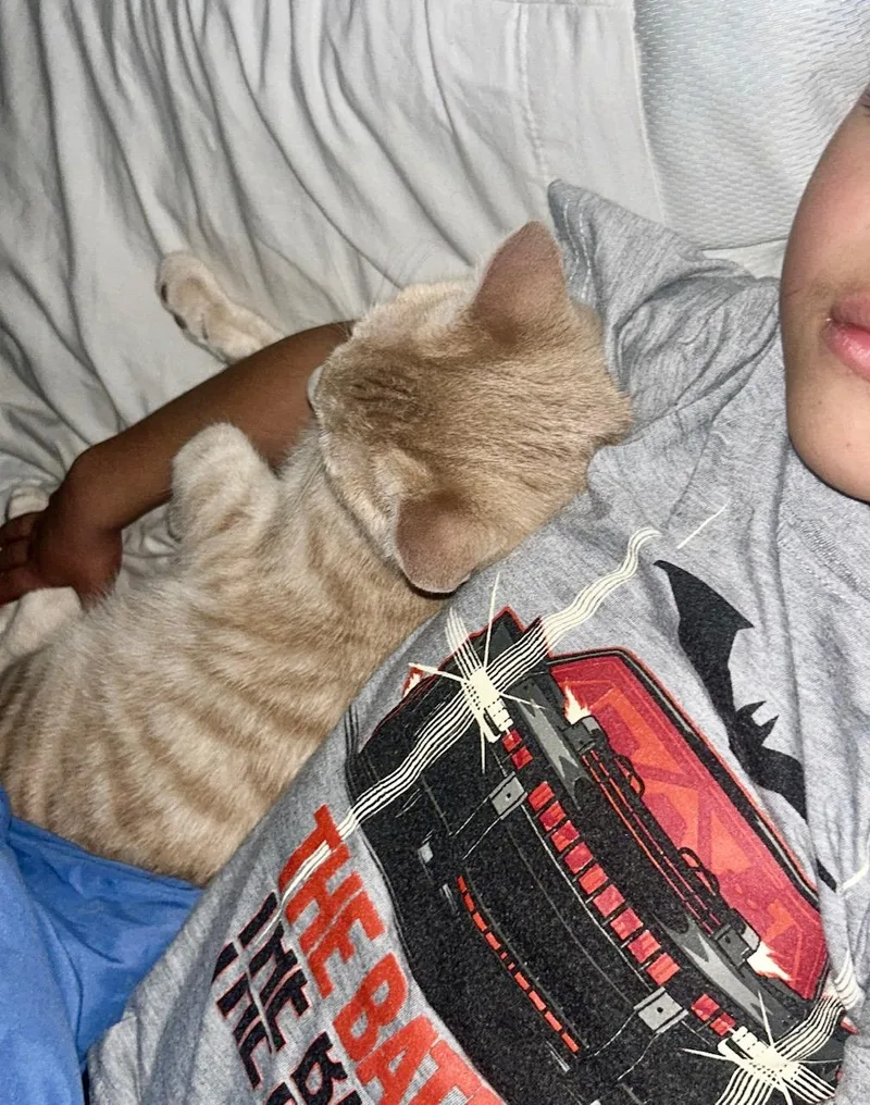 A young medium-sized male Tabby (Orange / Red) Tabby cat named Ash for adoption in Los Angeles, CA