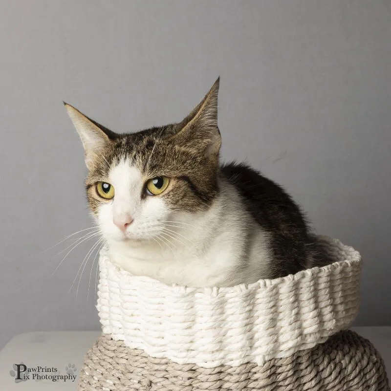 An adult medium-sized female Black & White / Tuxedo Domestic Short Hair cat named Nadia for adoption in Maryville, TN