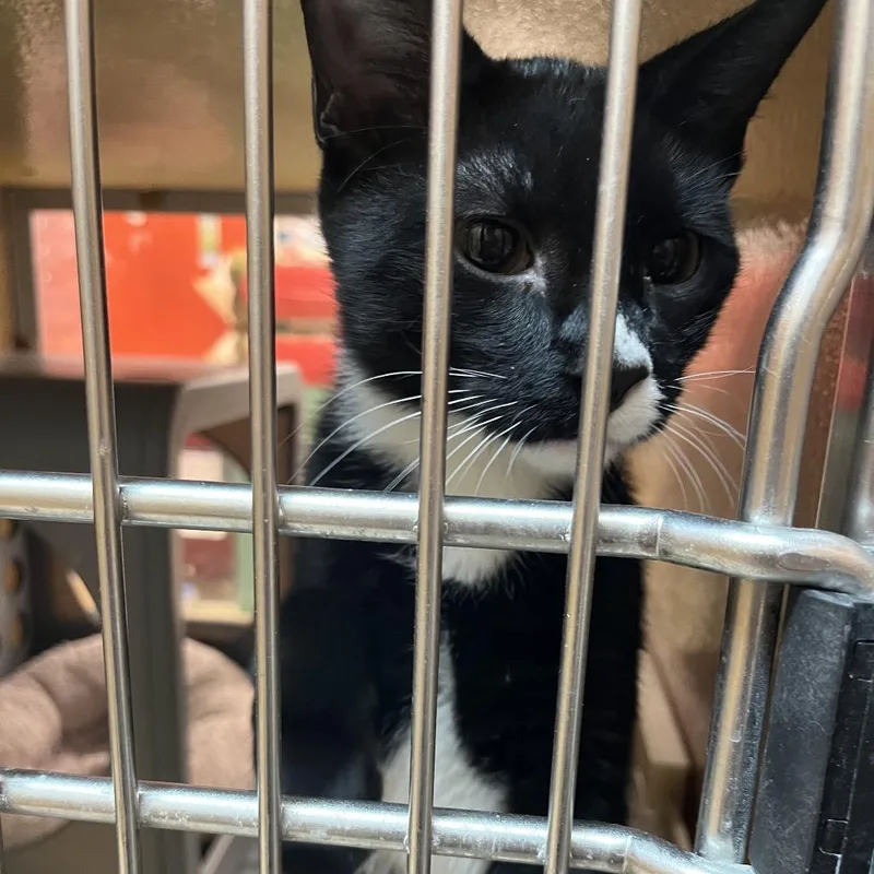 A young medium-sized male Black Domestic Short Hair cat named Charlie for adoption in Newcastle, OK