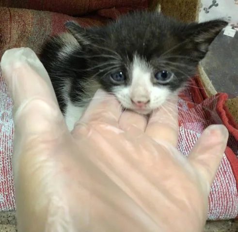 A baby small-sized male Domestic Short Hair cat named Zen for adoption in Riverside, CA