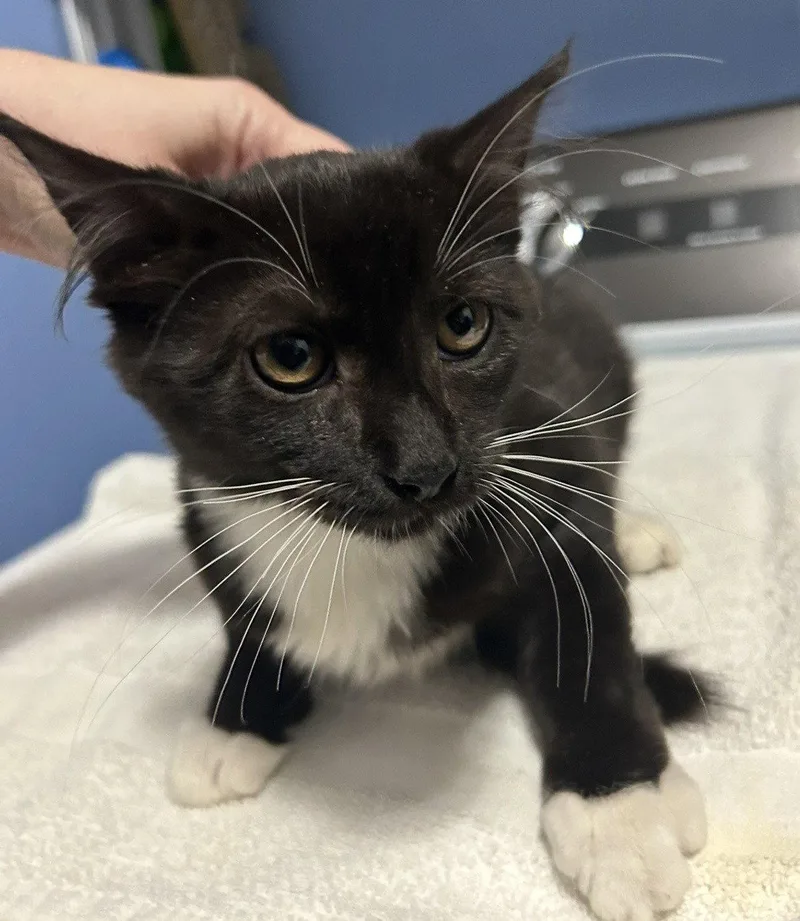 A young medium-sized female Black & White / Tuxedo Domestic Short Hair cat named Boomer for adoption in Tacoma, WA