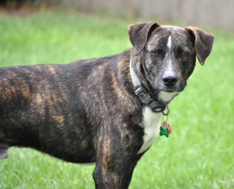An adult medium-sized female Brindle Catahoula Leopard Dog dog named Blackie for adoption in Dallas, TX