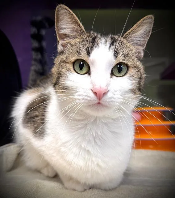 A young small-sized female Domestic Medium Hair cat named Bmo for adoption in Santa Cruz, CA