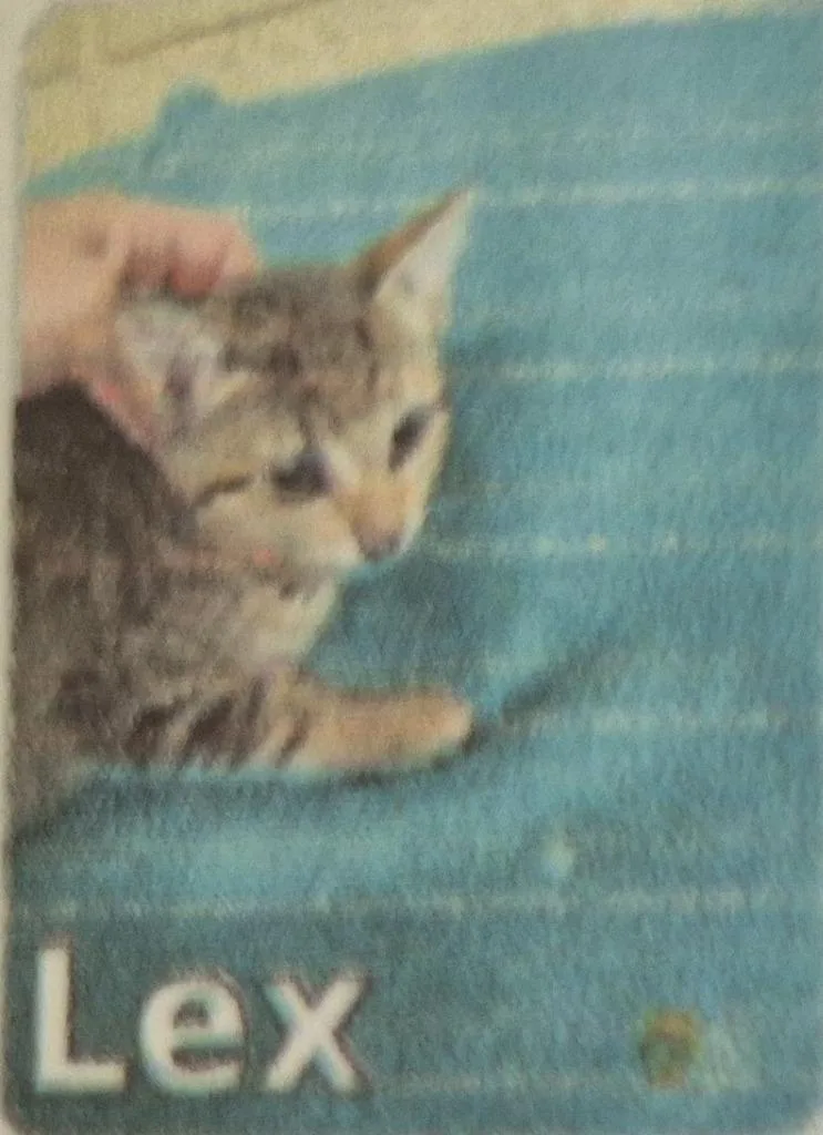A baby medium-sized male Domestic Short Hair cat named Lex for adoption in Pittsboro, NC