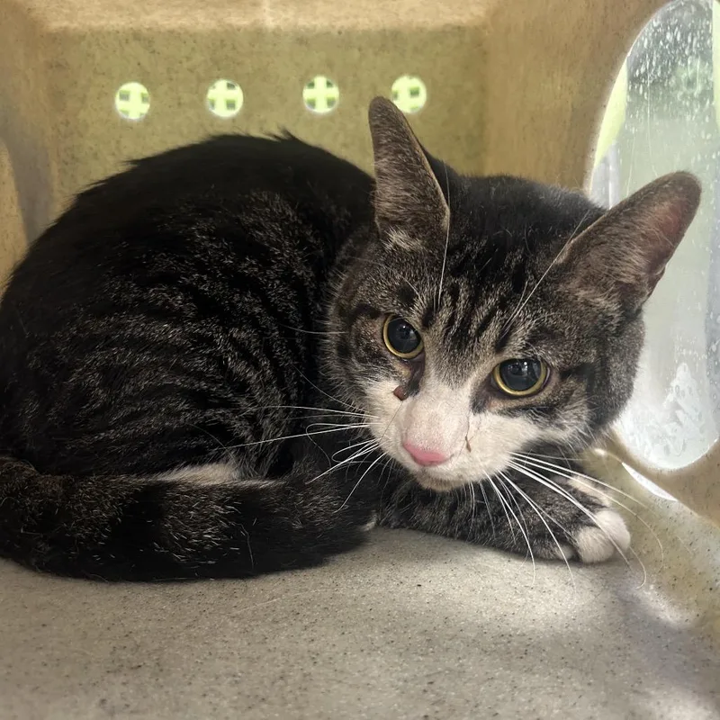 An adult large-sized male Black Domestic Short Hair cat named Bob for adoption in Philadelphia, PA
