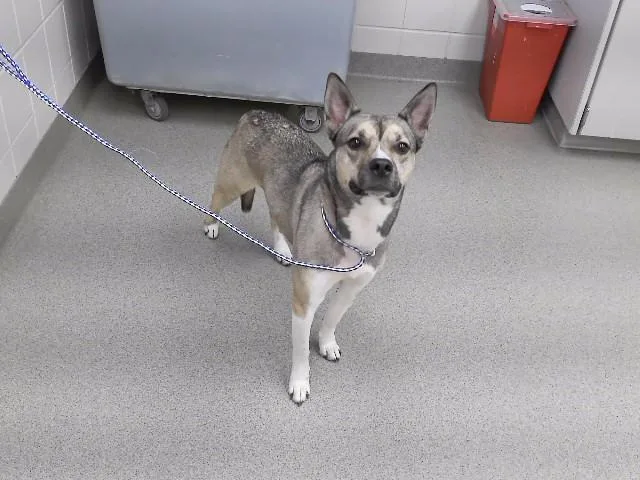 A young small-sized female Husky dog named Sweetheart for adoption in Omaha, NE