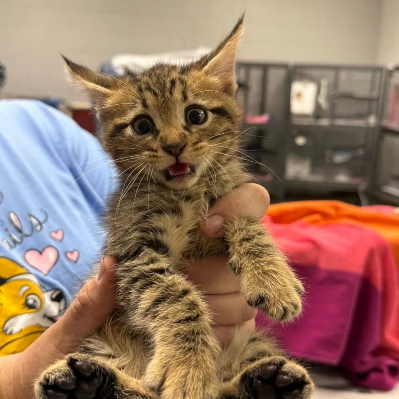 A baby small-sized male Brown / Chocolate Domestic Short Hair cat named HartC for adoption in East Saint Louis, IL