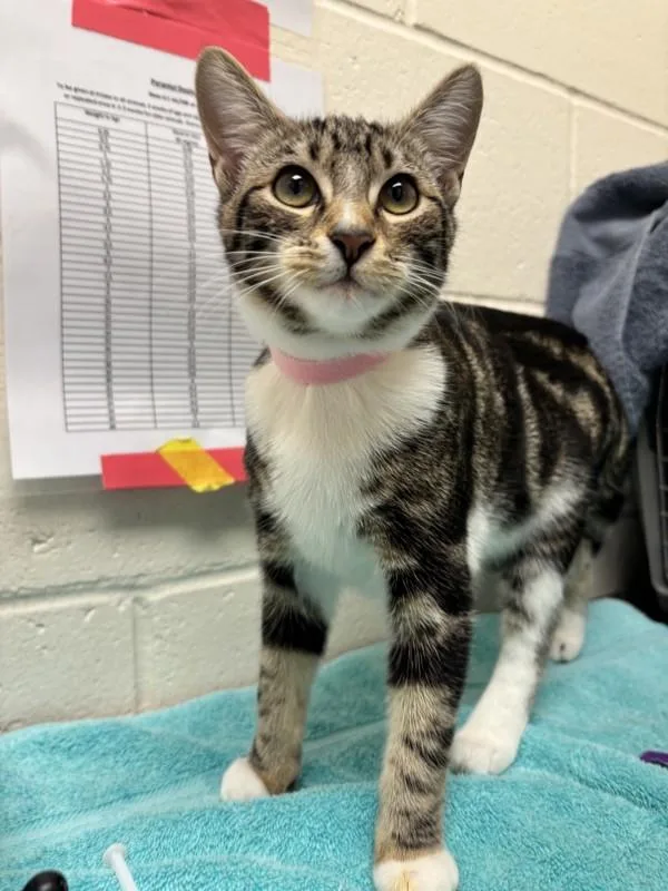 A baby small-sized female Domestic Short Hair cat named Tia for adoption in Santa Rosa, CA