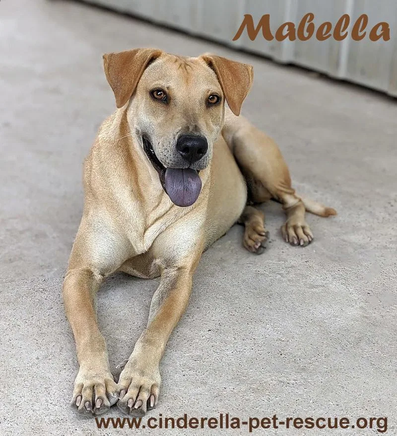 Mabella