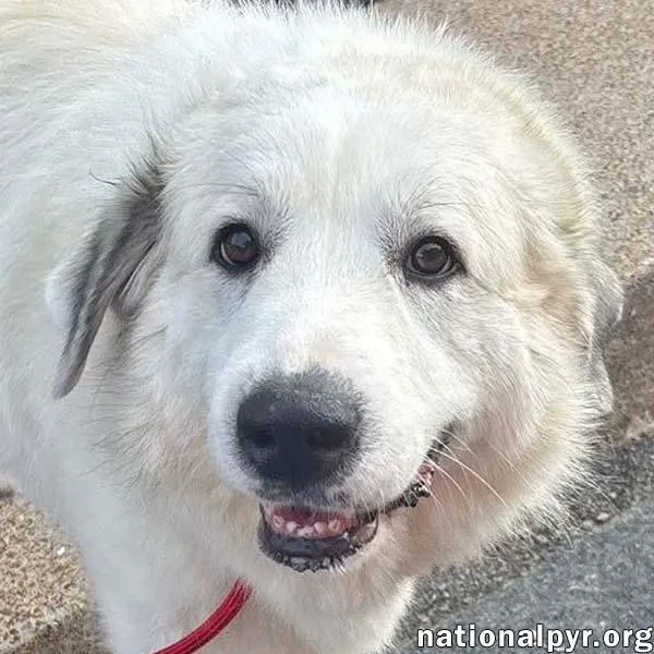 A senior large-sized female White / Cream Great Pyrenees dog named Mellow in OH for adoption in Beacon, NY