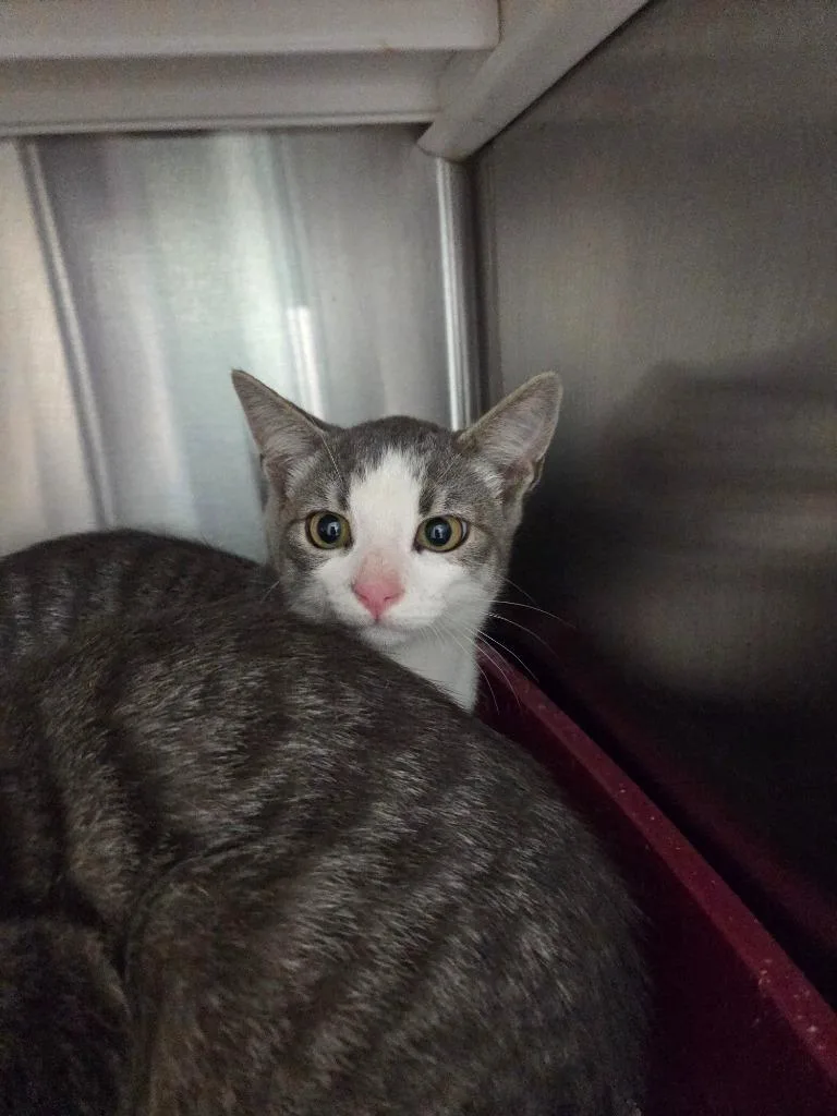 A baby medium-sized male Domestic Short Hair cat named Coco for adoption in Athens, TN