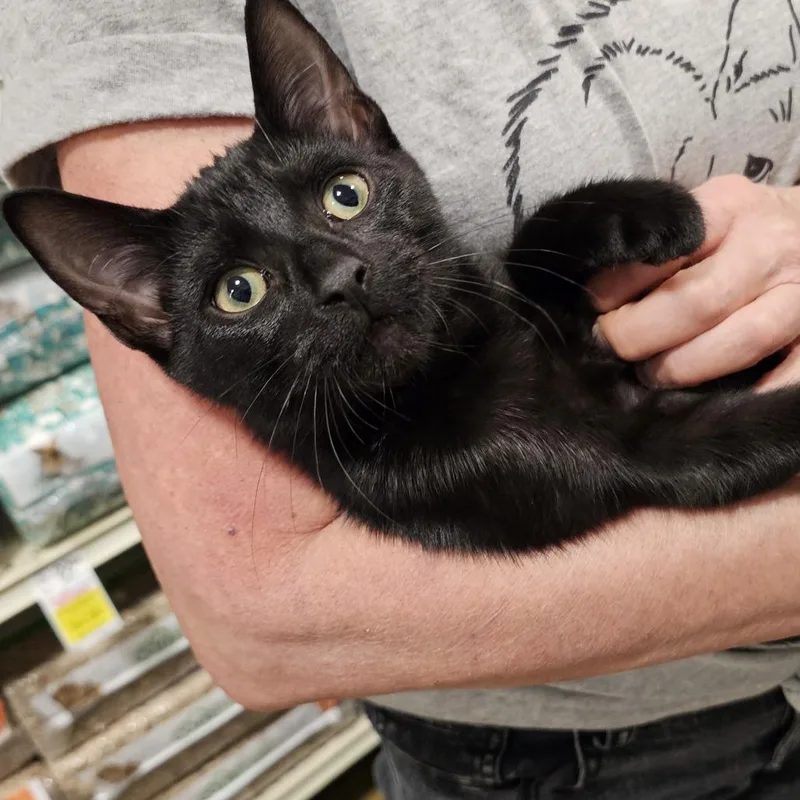 A baby small-sized male Domestic Short Hair cat named Smooch for adoption in Fairfax, VA
