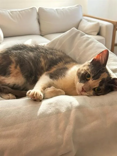 A young small-sized female Domestic Medium Hair cat named Mosaic for adoption in Agoura, CA
