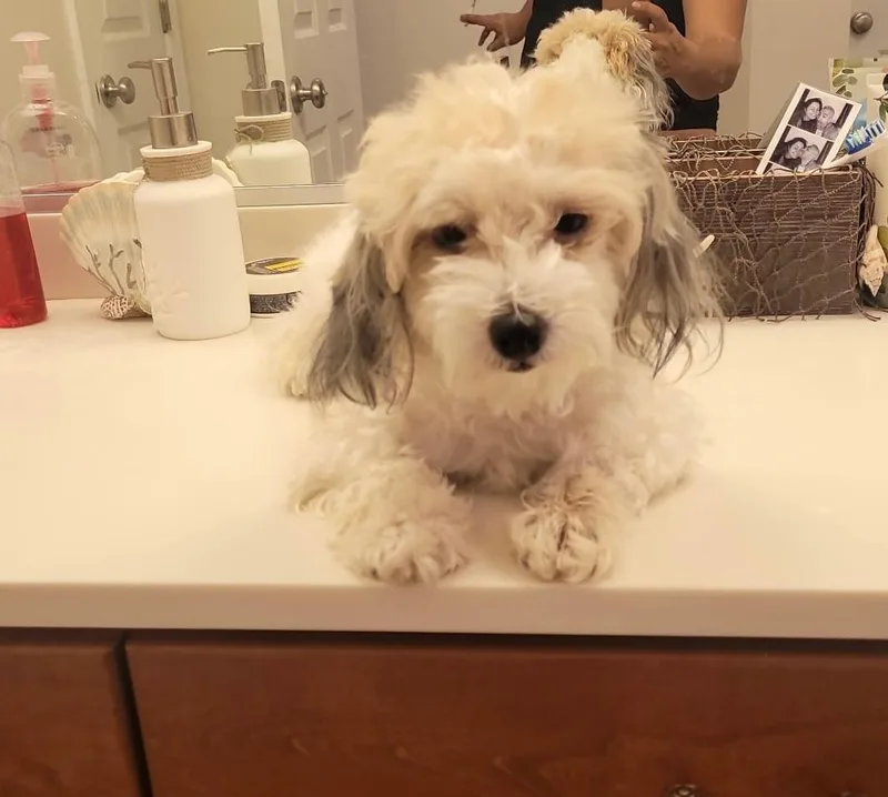 An adult small-sized male White / Cream Maltipoo dog named Tigger for adoption in Williamsburg, VA