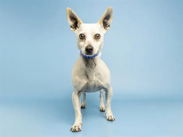 Koda