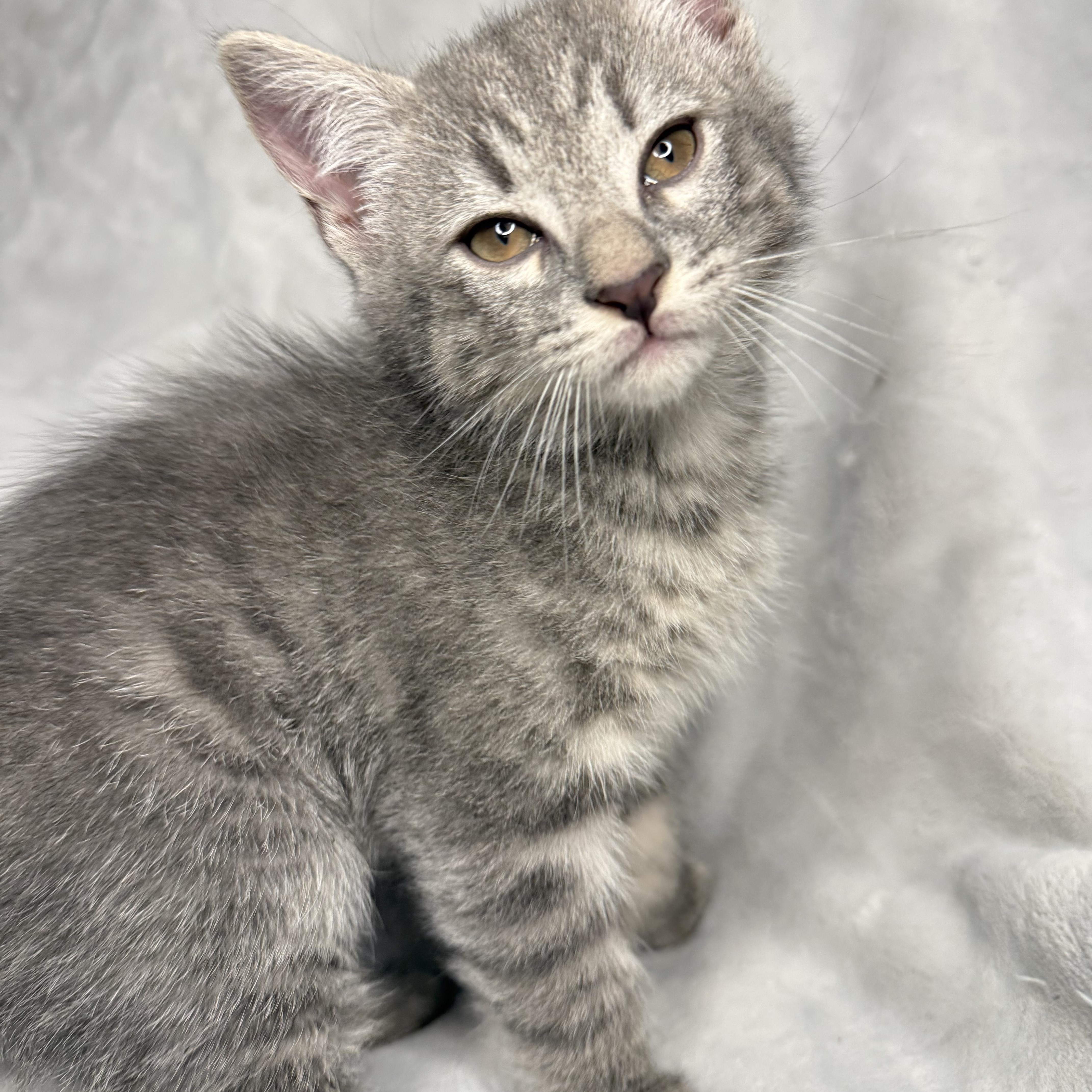 A baby medium-sized male Tabby (Gray / Blue / Silver) Domestic Short Hair cat named The Friends Crew ... for adoption in Hickory, NC