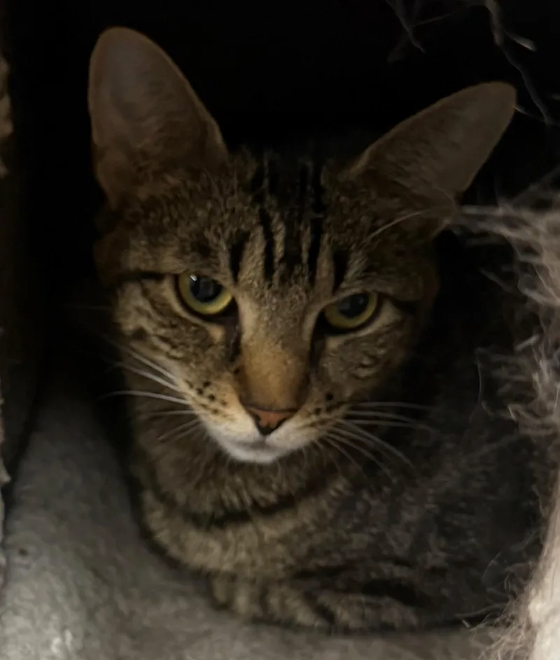 An adult medium-sized female Tabby (Brown / Chocolate) Domestic Short Hair cat named Sunshine for adoption in Edison, NJ