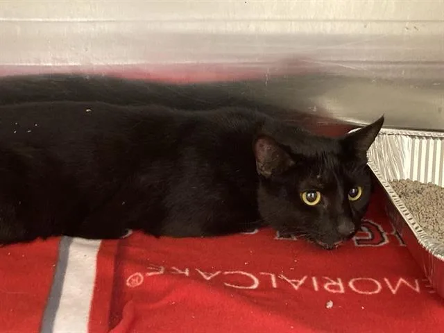 A young large-sized male Domestic Short Hair cat named Heart for adoption in Tustin, CA