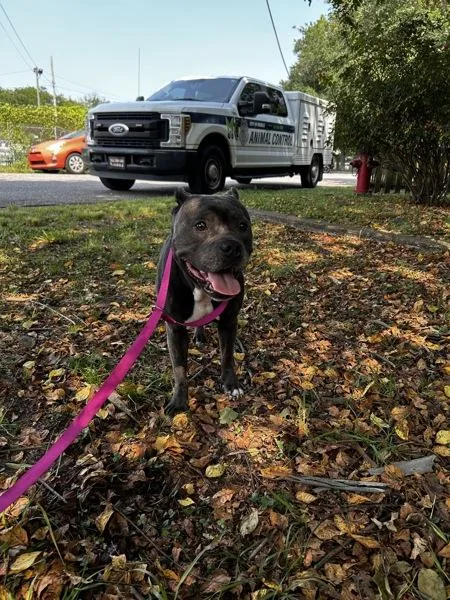 An adult medium-sized female Pit Bull Terrier dog named Miss Piggy for adoption in Mobile, AL