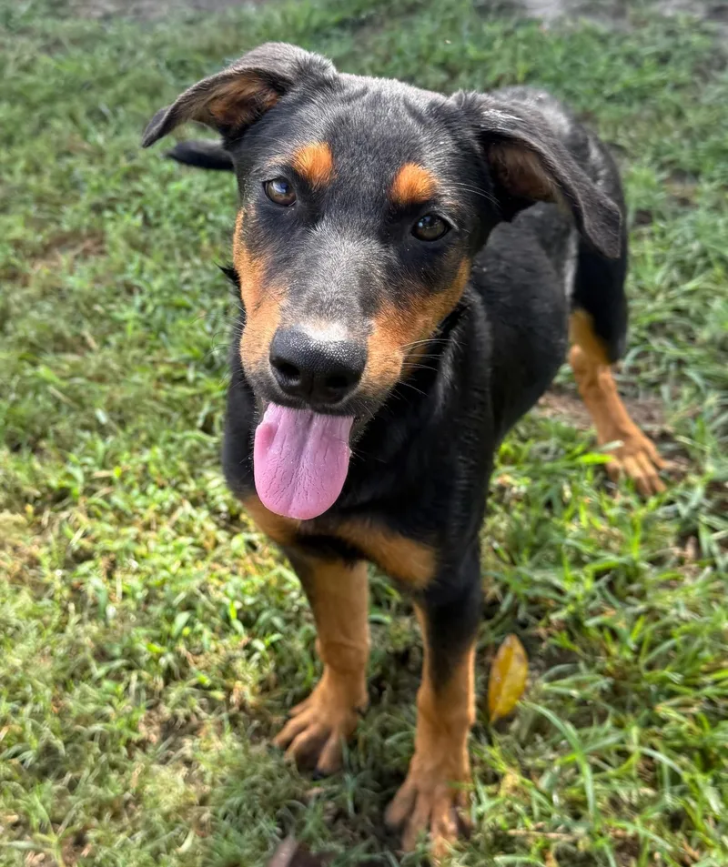 A baby medium-sized female German Shepherd Dog dog named Giny for adoption in Harrison, NY