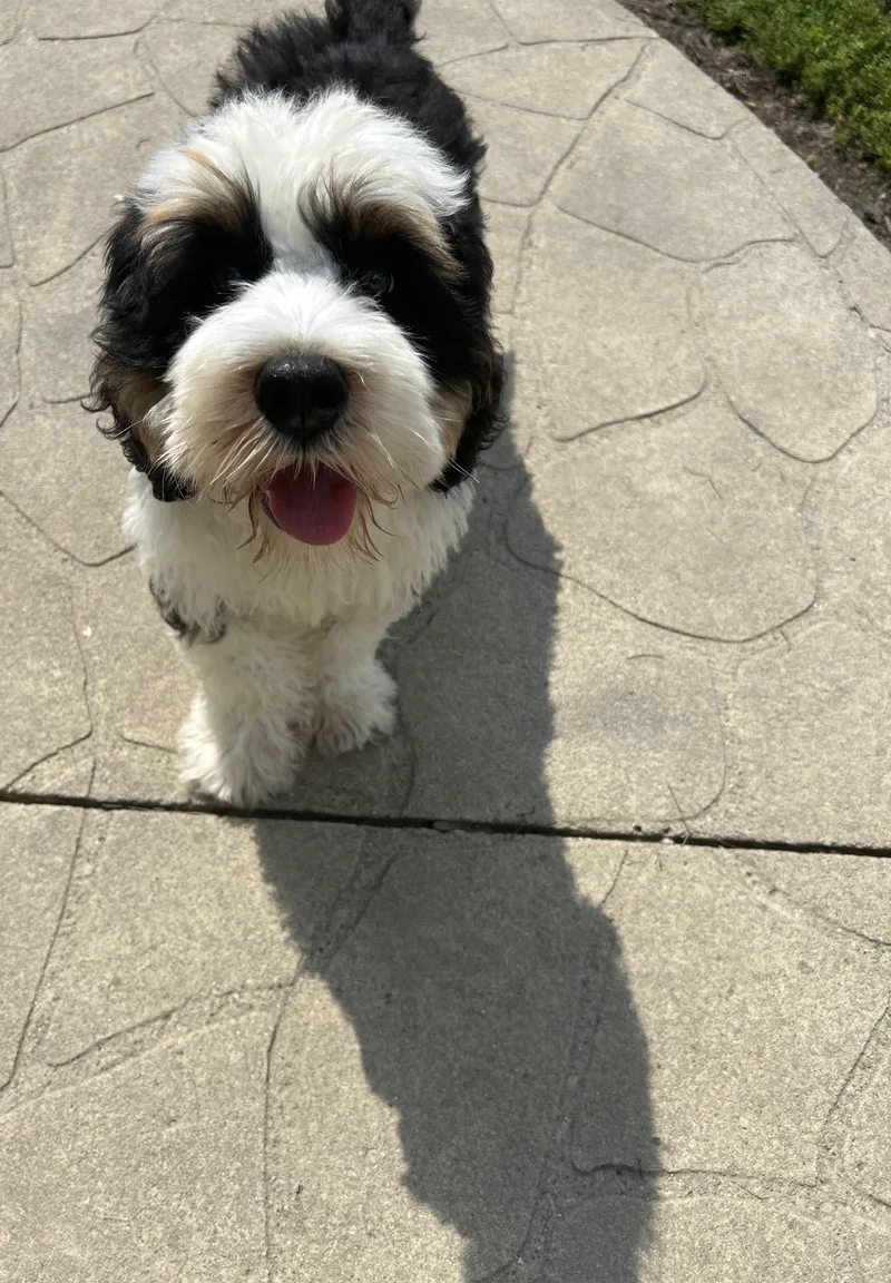 A baby medium-sized male Tricolor (Brown, Black, & White) Bernese Mountain Dog dog named Updated Dopey Oliver for adoption in Antwerp, OH
