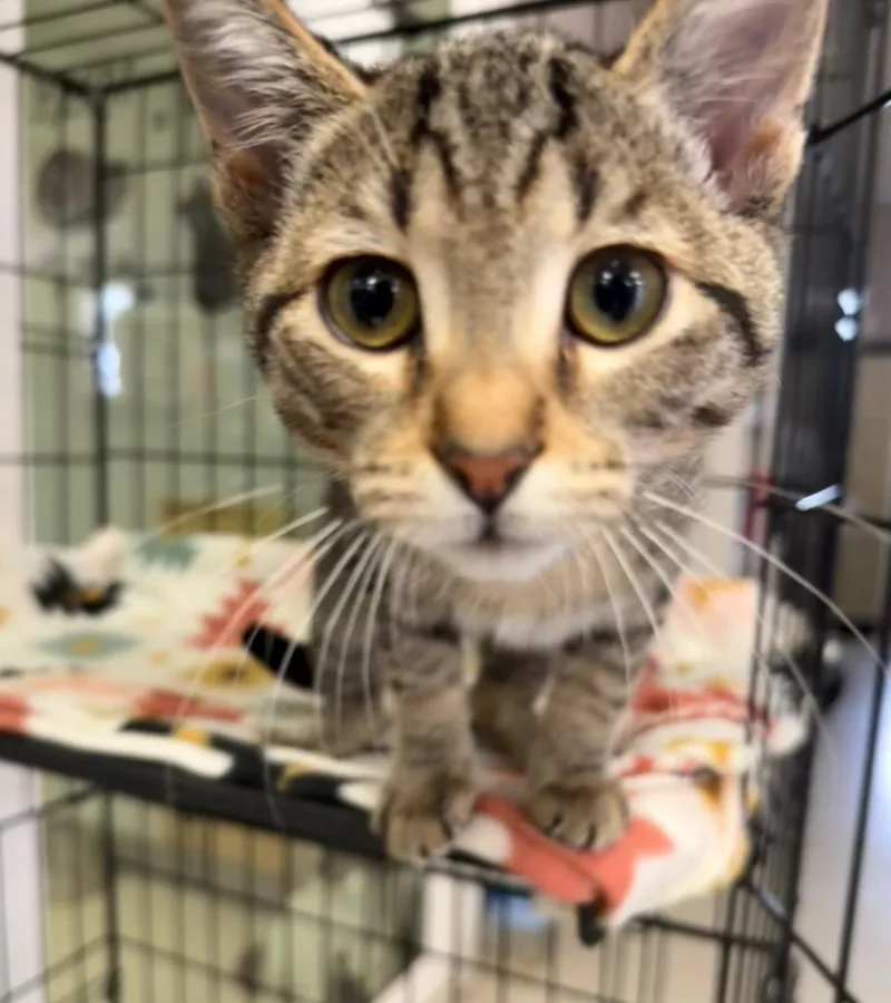 A baby small-sized female Domestic Short Hair cat named Millie for adoption in Lemoore, CA
