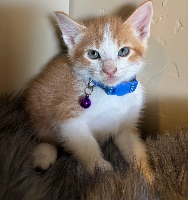 A baby medium-sized male Orange & White Domestic Short Hair cat named Chester for adoption in San Jose, CA