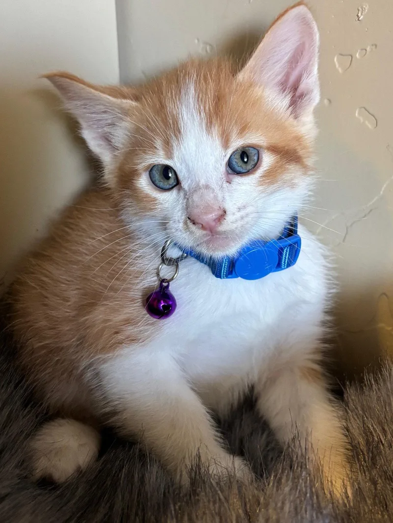 Chester thumbnail 2